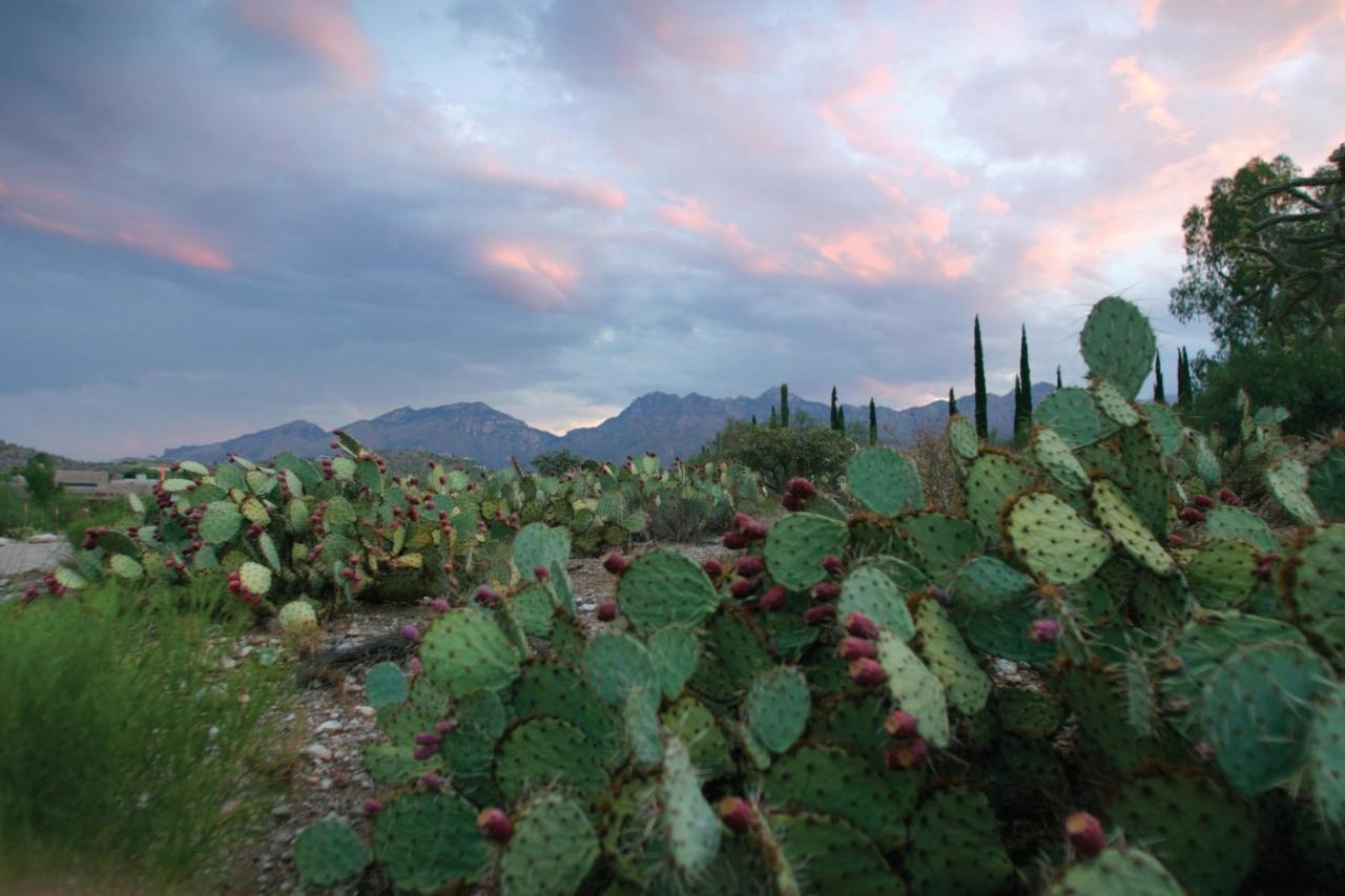 Canyon Ranch Tucson Mount Lemmont Экстерьер фото
